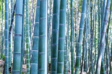 Obraz premium bamboo woods background