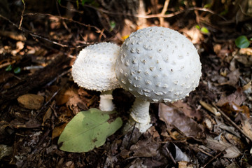 白いキノコ