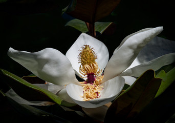magnolia flower blooming against a dark green leaf background