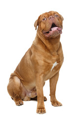 beautiful bordeaux dogue dog