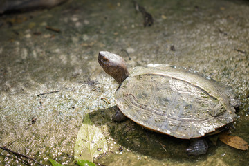 Image of Giant Asian Pond Turtle, Asian Giant Terrapin(Heosemys Grandis) on the floor. Reptile. Animals.