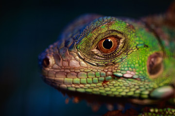 Image of an iguana head on nature background. Reptile. Animals.