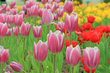 Pink tulip field
