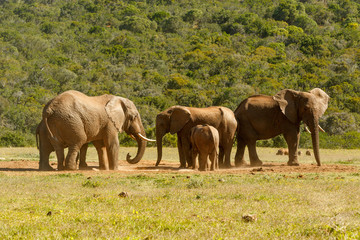 Fototapeta na wymiar Elephants standing together drinking water