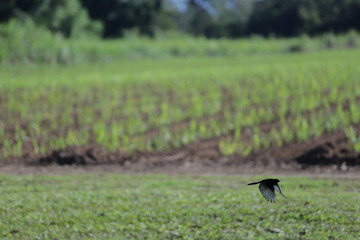 Willy Wagtail flying against Sugar Cane