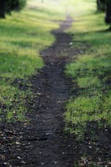 Small trackway ovegrown wiht green grass