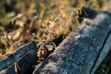 Grass between old tree branches, vintage retro look