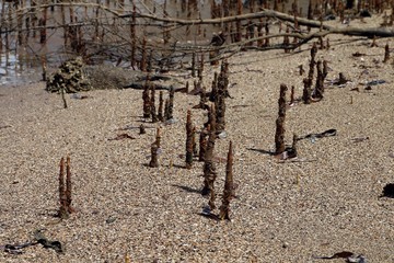 Madagaskar Strand Pflanze