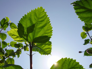 leaf sky