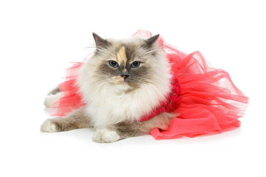beautiful birma cat in pink dress