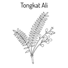 Tongkat Ali Eurycoma longifolia , or Pasak Bumi, medicinal plant. - obrazy, fototapety, plakaty