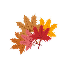 Maple leaf illustration