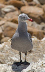 Grey Gull II