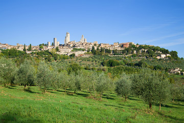 Fototapeta na wymiar Olive grove and medieval town of San Gimignano on a sunny afternoon. Italy