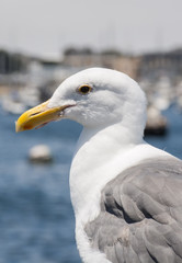Gull Face