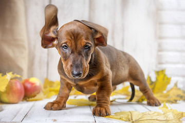 Puppy Dachshund with raised ears among autumn leaves and apples on a light wooden background