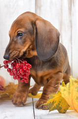 The puppy Dachshund plays with a handful of viburnum among autumn leaves on bright wooden background