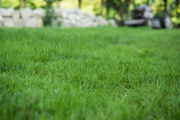 The lawn is mown with the lawn mower