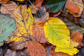 Autumn Leaves