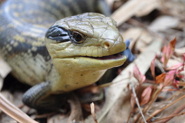blue tongue lizard