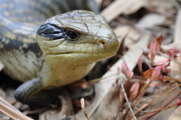blue tongue lizard
