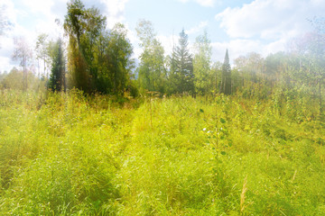 Sunlight In Green Coniferous Forest