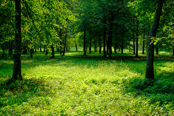 Sunrise in the beautiful park
