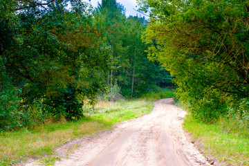 Fototapeta premium Road in forest