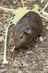 Brown guinea pig eating plant stem in the enclosure.