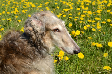 Face portrait of an old brindle Borzoi dog with grass as background.