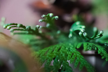 Winter photography with books, a cup of tea, fallen yellow leaves, chestnuts. On a black wooden background lie books and a cup of tea. A card with a place for your text.