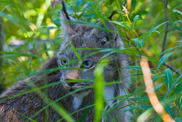Lince Alaska