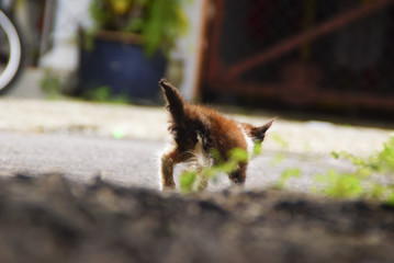Homeless Cat Walking On The Street