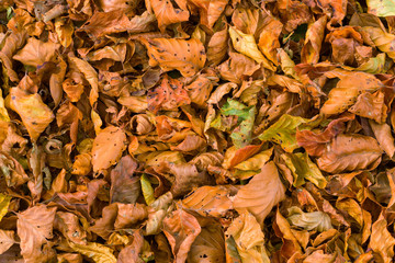 Autumn Leaves