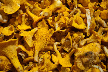 girolles