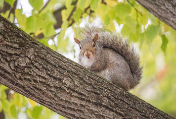 Squirrel in a Tree