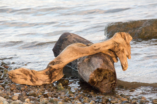 Log and Drift Wood on the River