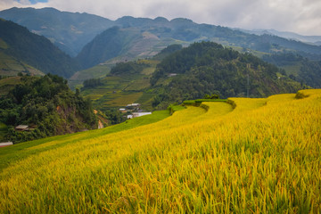 Terrace field rice on the harvest season at bac son valley, lang son province, famous tourist destination in northwest Vietnam and harvest season on september each year