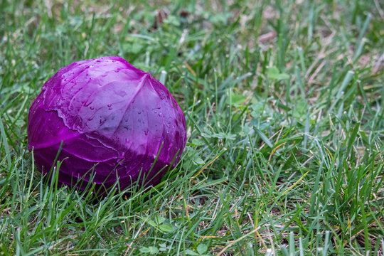 Red Cabbage Head in the Grass