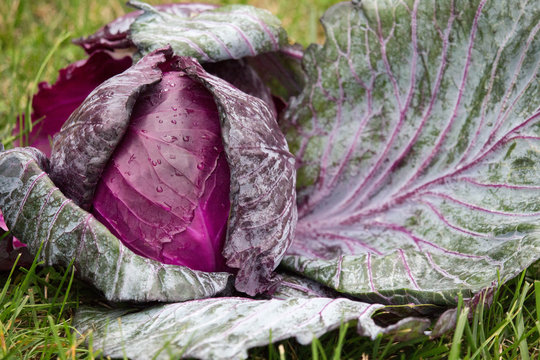  Red Cabbage Head and Outer Leaves 3