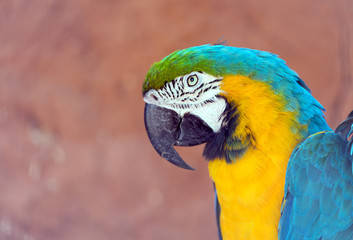 Head of blue-and-yellow macaw (Ara ararauna)