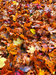 Hundreds of wet maple leaves on ground.
