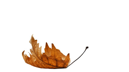 leaf one isolated dry yellow winter background