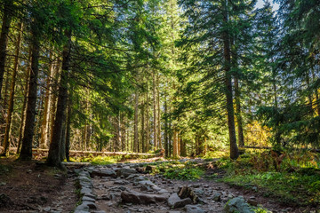 Cold forest in Tatra mountains at sunrise in autumn