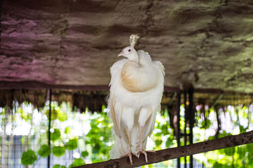 Peacock white on the branch