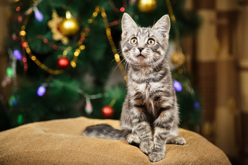 Cute little kitten is looking up on a festive background with a Christmas tree
