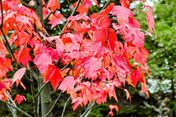 red maple leaves