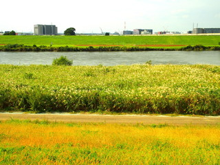 秋の江戸川河川敷