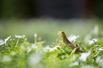Small Chameleon on green tree