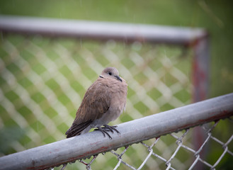 Geopelia striata on the iron fence while in the rain